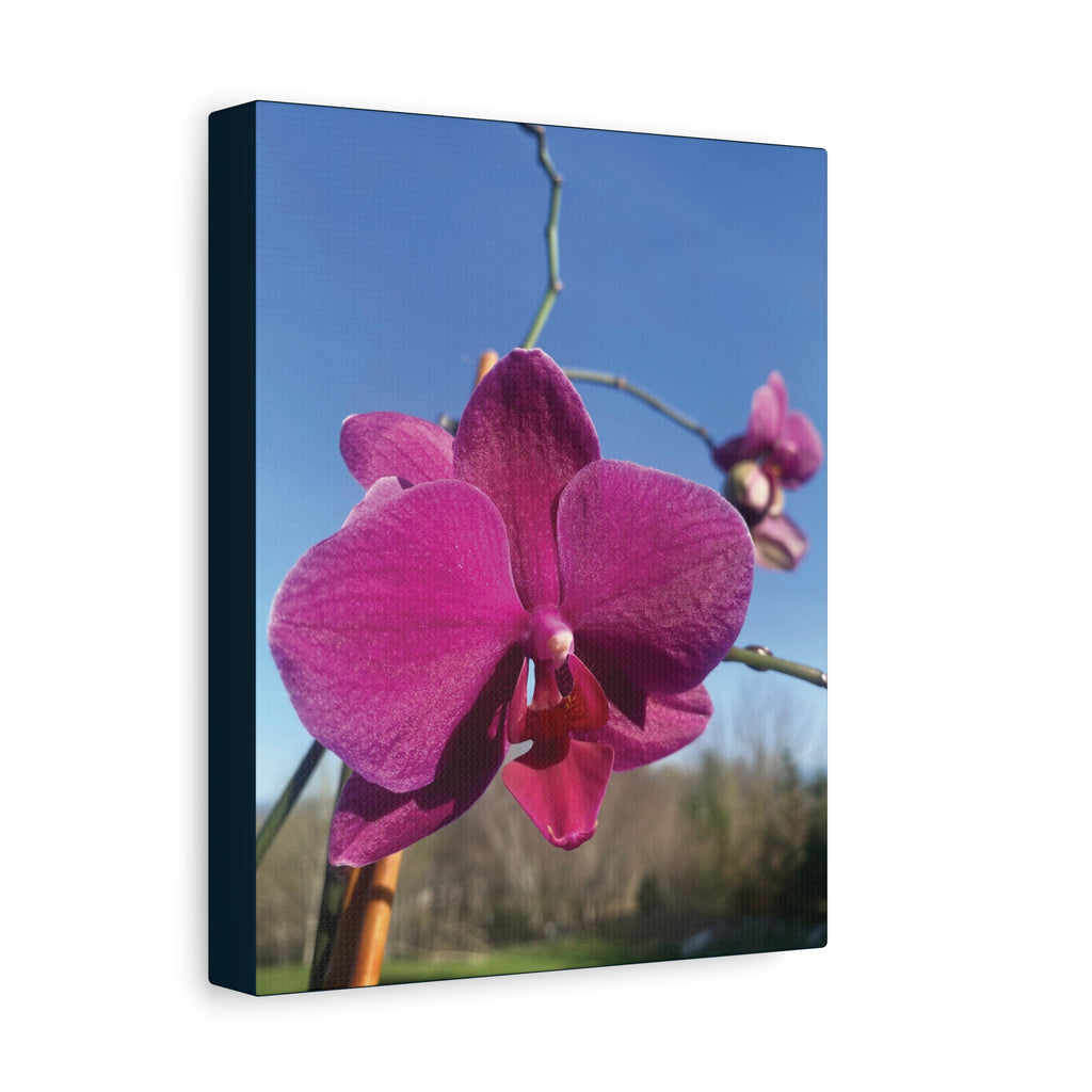 Fuchsia Orchid a Spring Photo Canvas Print — Matte Stretched 1.25"
