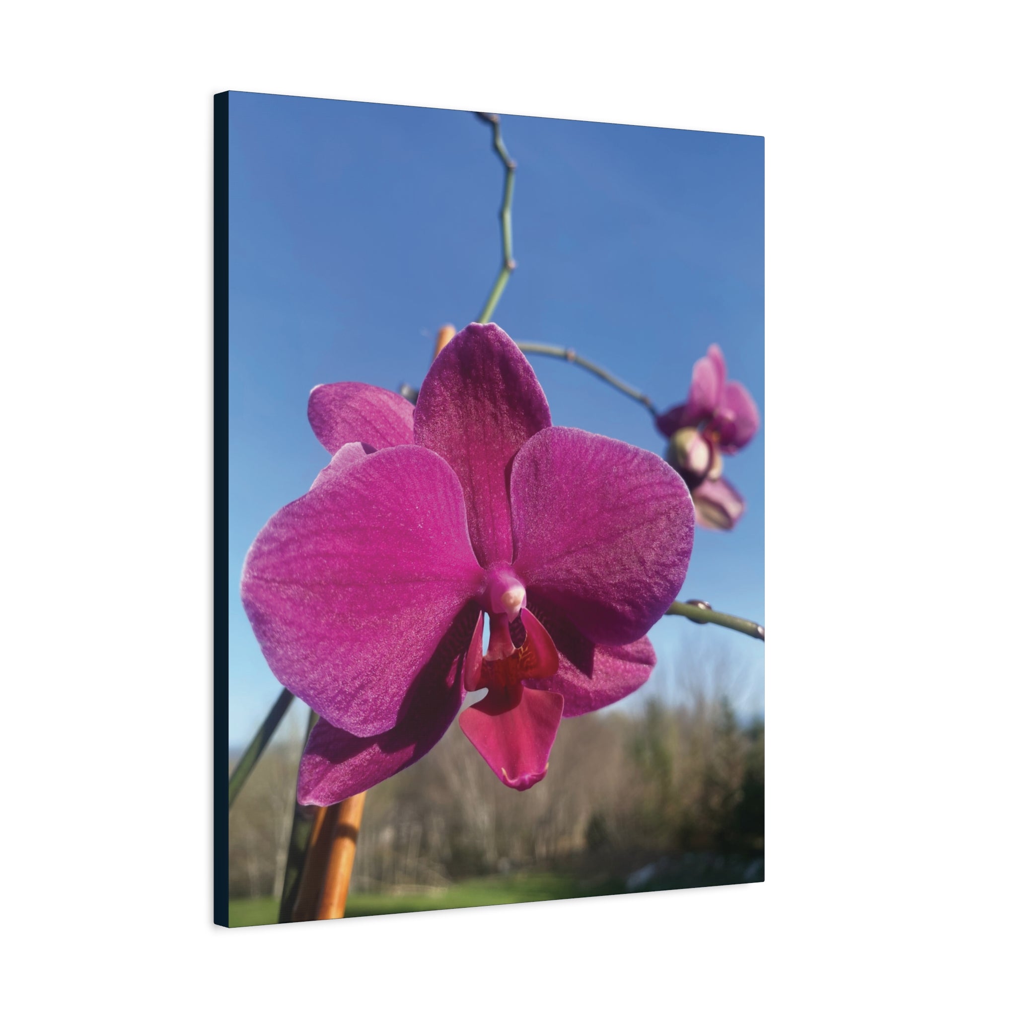 Fuchsia Orchid a Spring Photo Canvas Print — Matte Stretched 1.25"