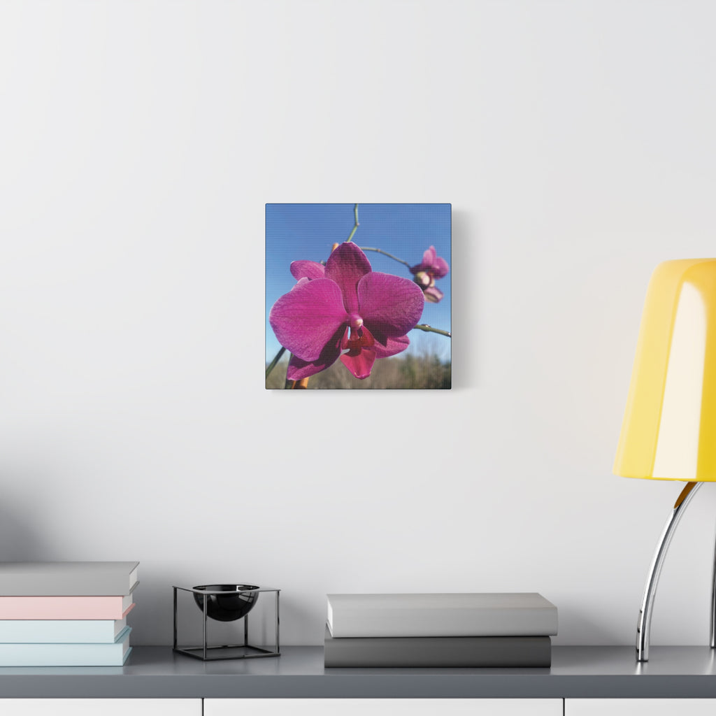 Fuchsia Orchid a Spring Photo Canvas Print — Matte Stretched 1.25"