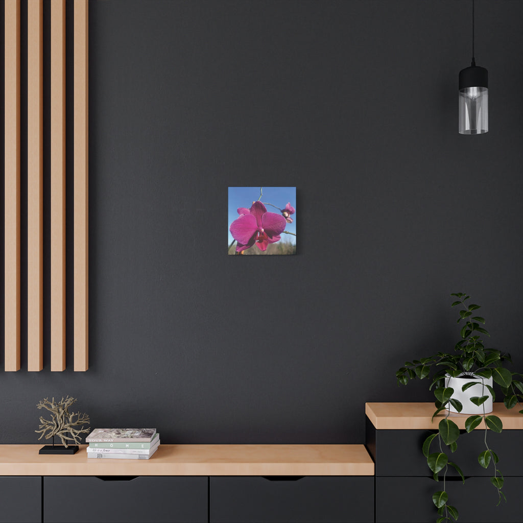 Fuchsia Orchid a Spring Photo Canvas Print — Matte Stretched 1.25"