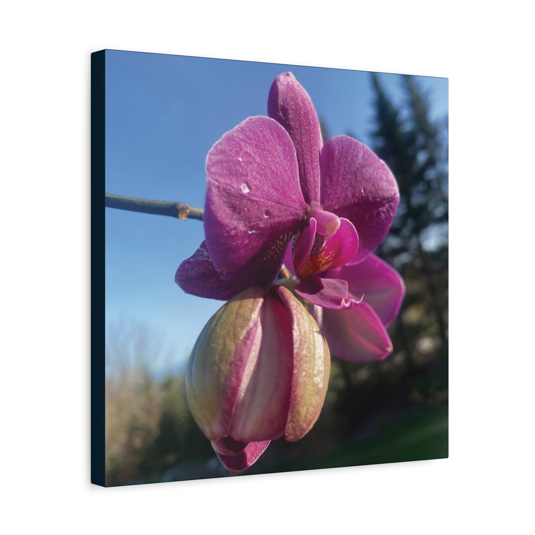 Fuchsia Orchid c Matte Canvas Wall Art — Stretched 1.25"