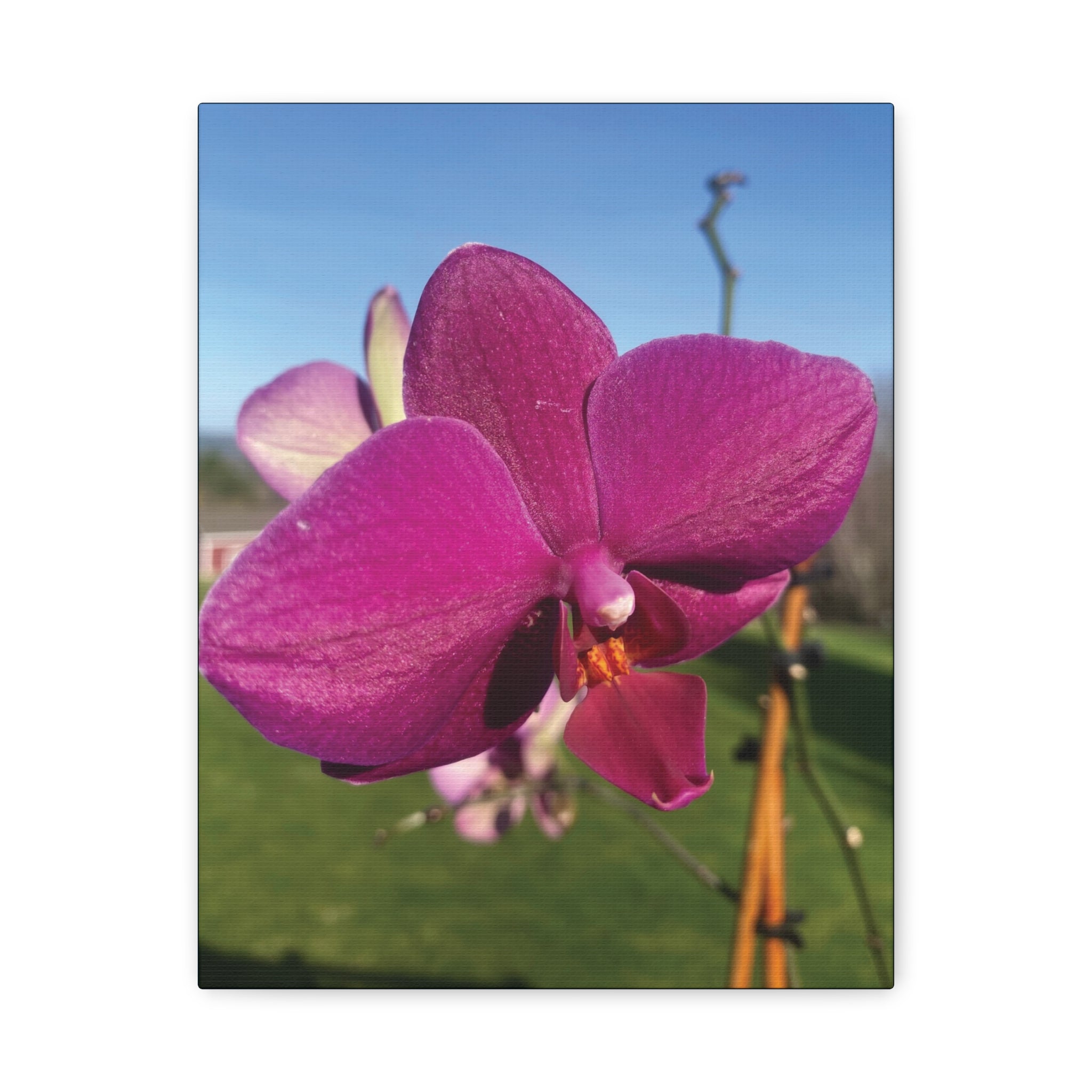 Fuchsia Orchid b Matte Canvas Wall Art — Stretched 1.25"