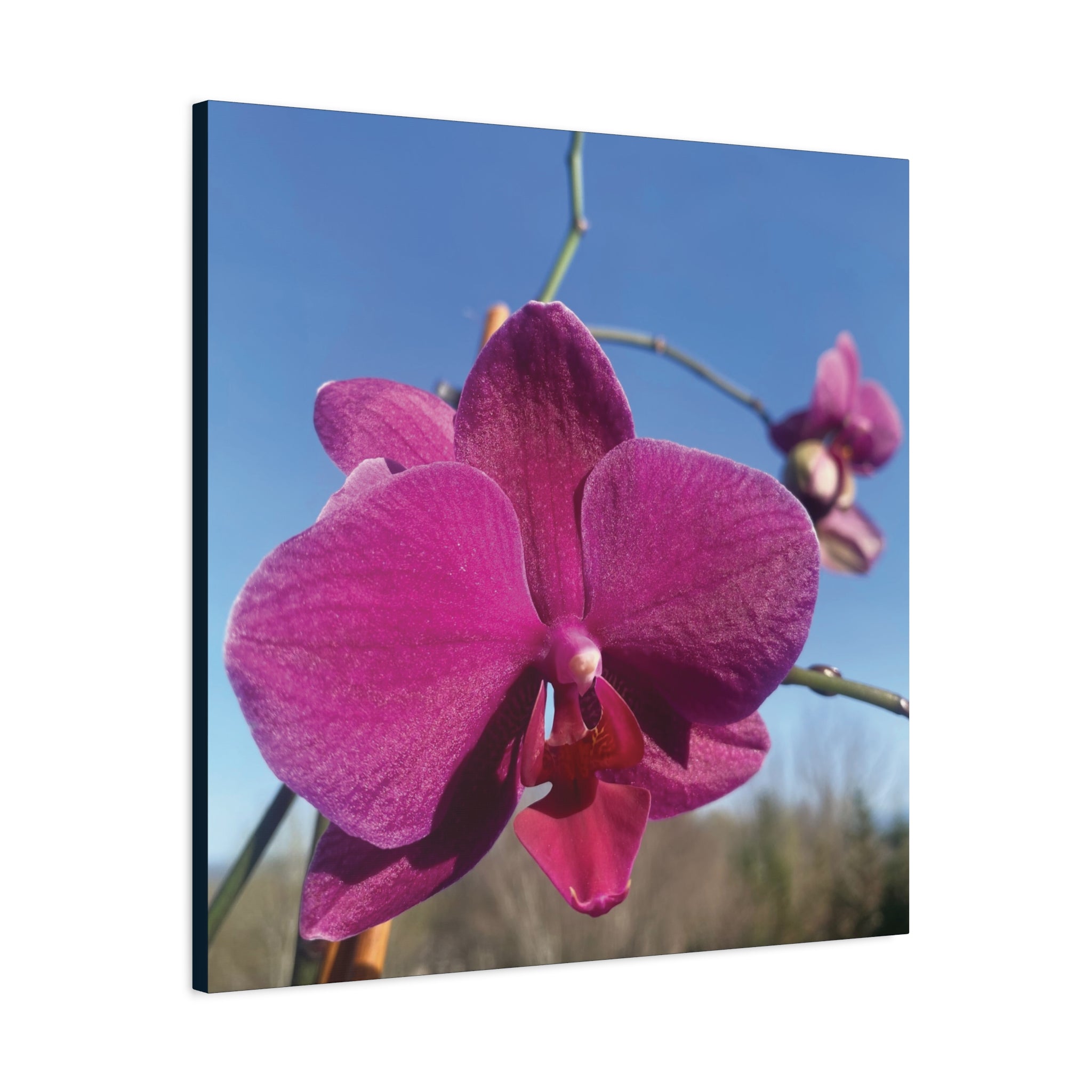 Fuchsia Orchid a Spring Photo Canvas Print — Matte Stretched 1.25"