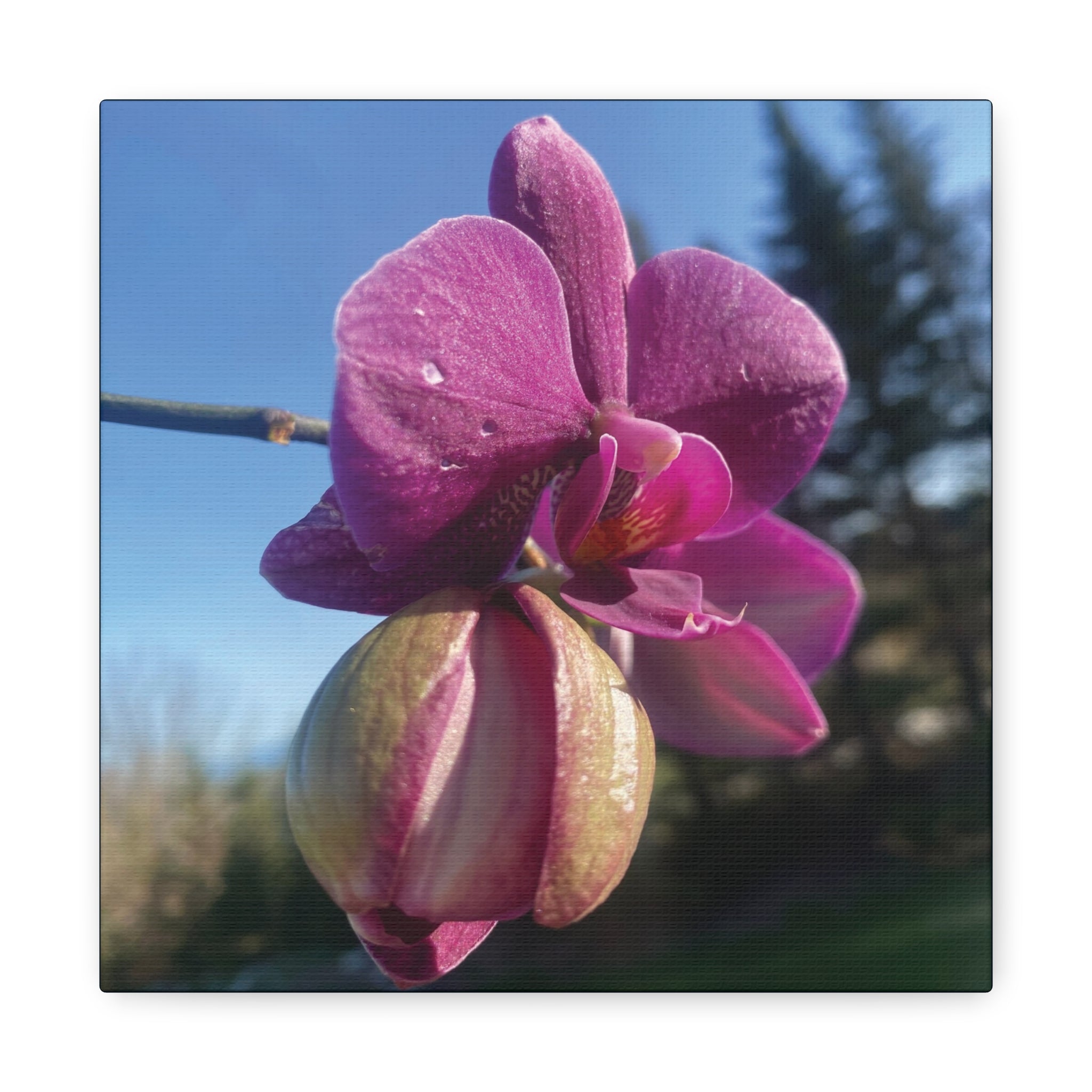 Fuchsia Orchid c Matte Canvas Wall Art — Stretched 1.25"