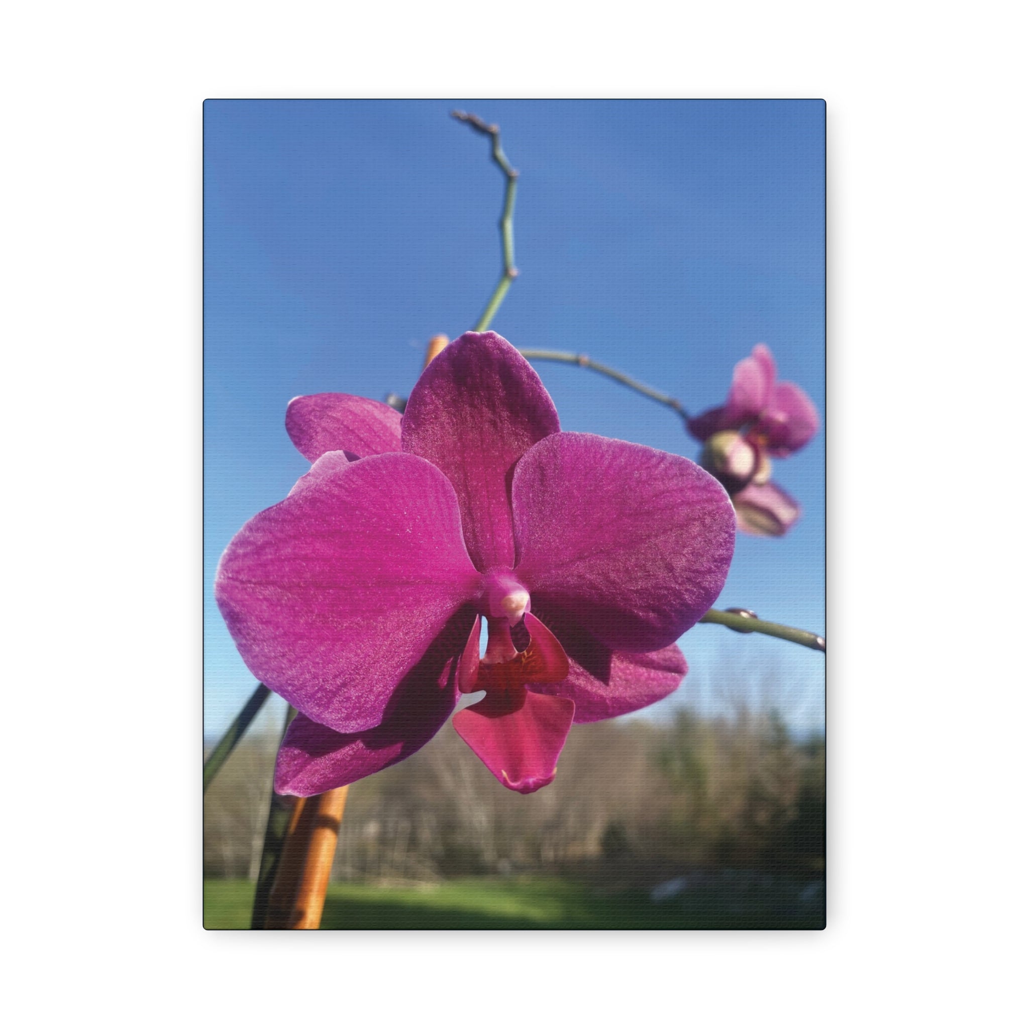 Fuchsia Orchid a Spring Photo Canvas Print — Matte Stretched 1.25"