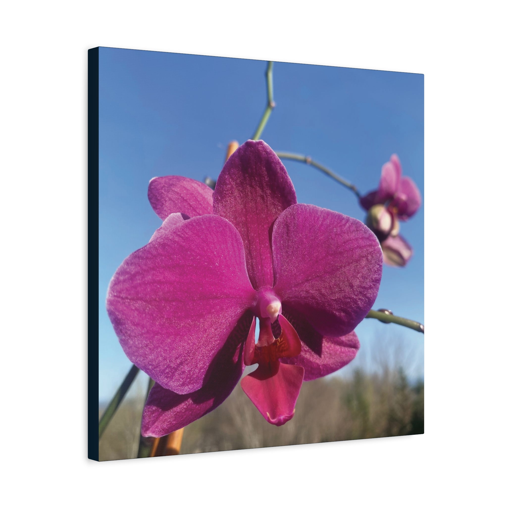 Fuchsia Orchid a Spring Photo Canvas Print — Matte Stretched 1.25"