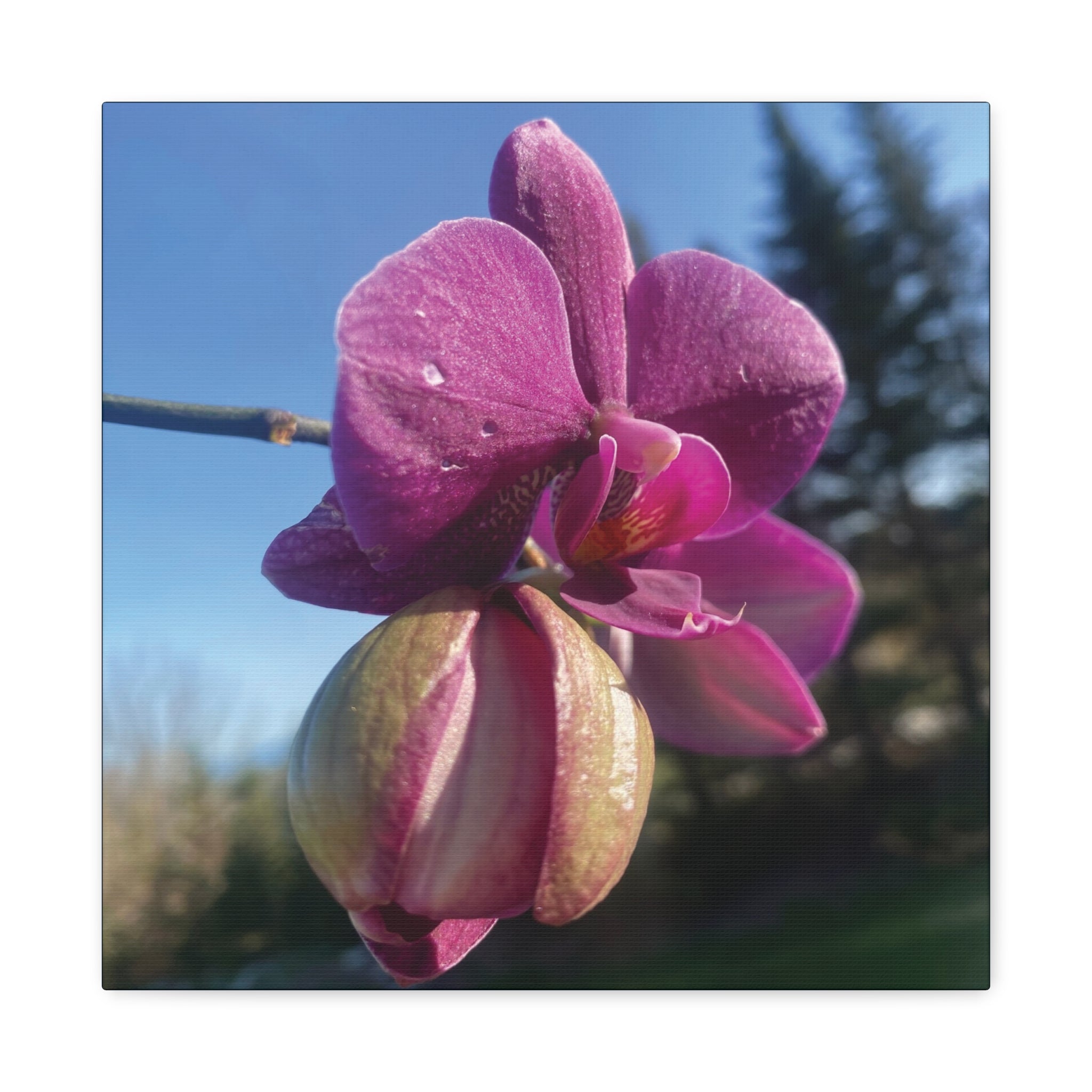 Fuchsia Orchid c Matte Canvas Wall Art — Stretched 1.25"