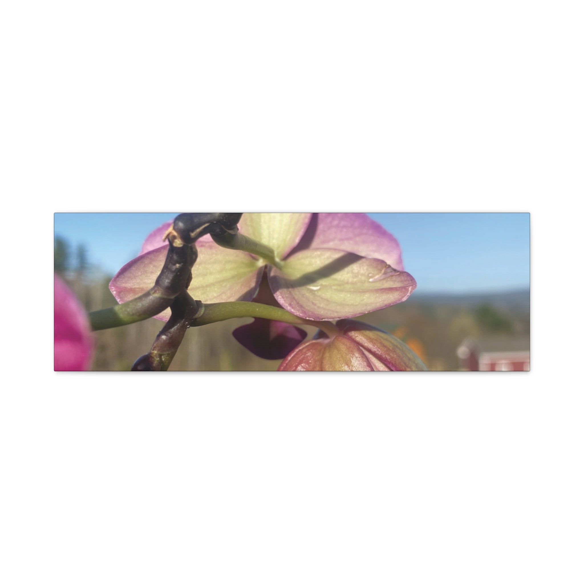 Fuchsia Orchid d Matte Canvas Wall Art — Stretched 1.25"