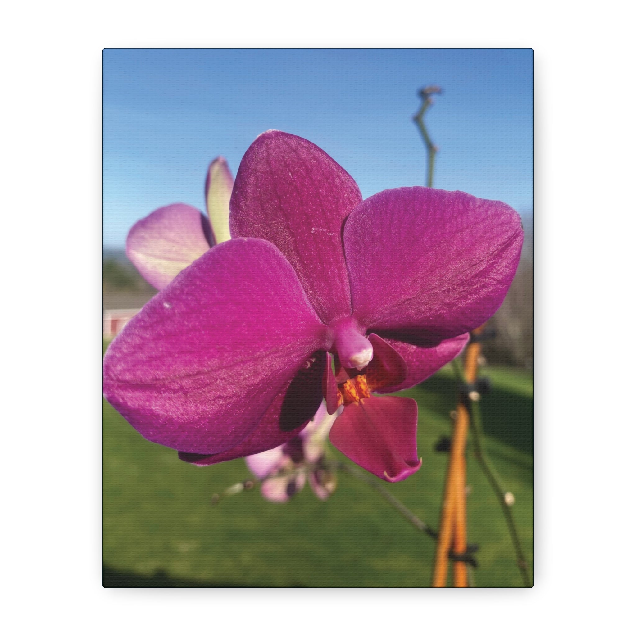 Fuchsia Orchid b Matte Canvas Wall Art — Stretched 1.25"