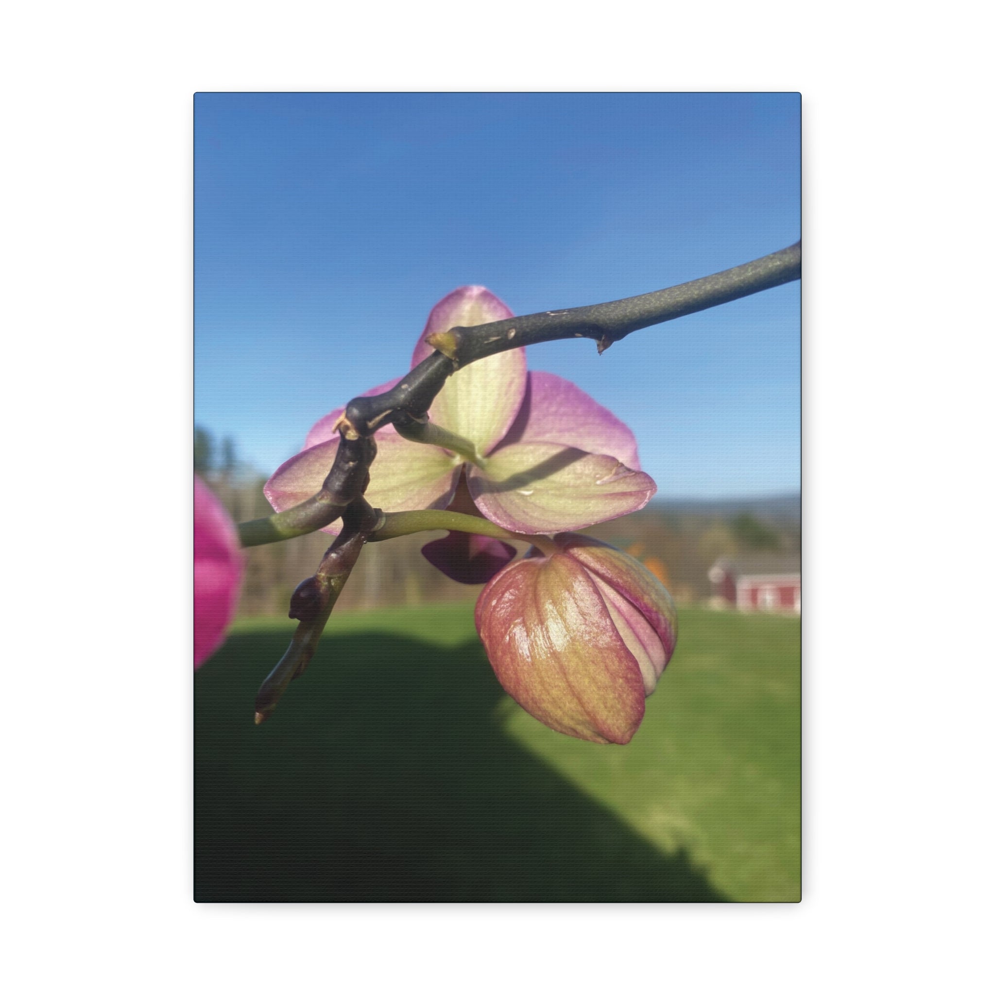 Fuchsia Orchid d Matte Canvas Wall Art — Stretched 1.25"