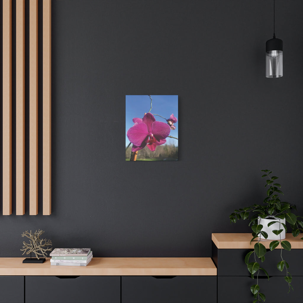 Fuchsia Orchid a Spring Photo Canvas Print — Matte Stretched 1.25"