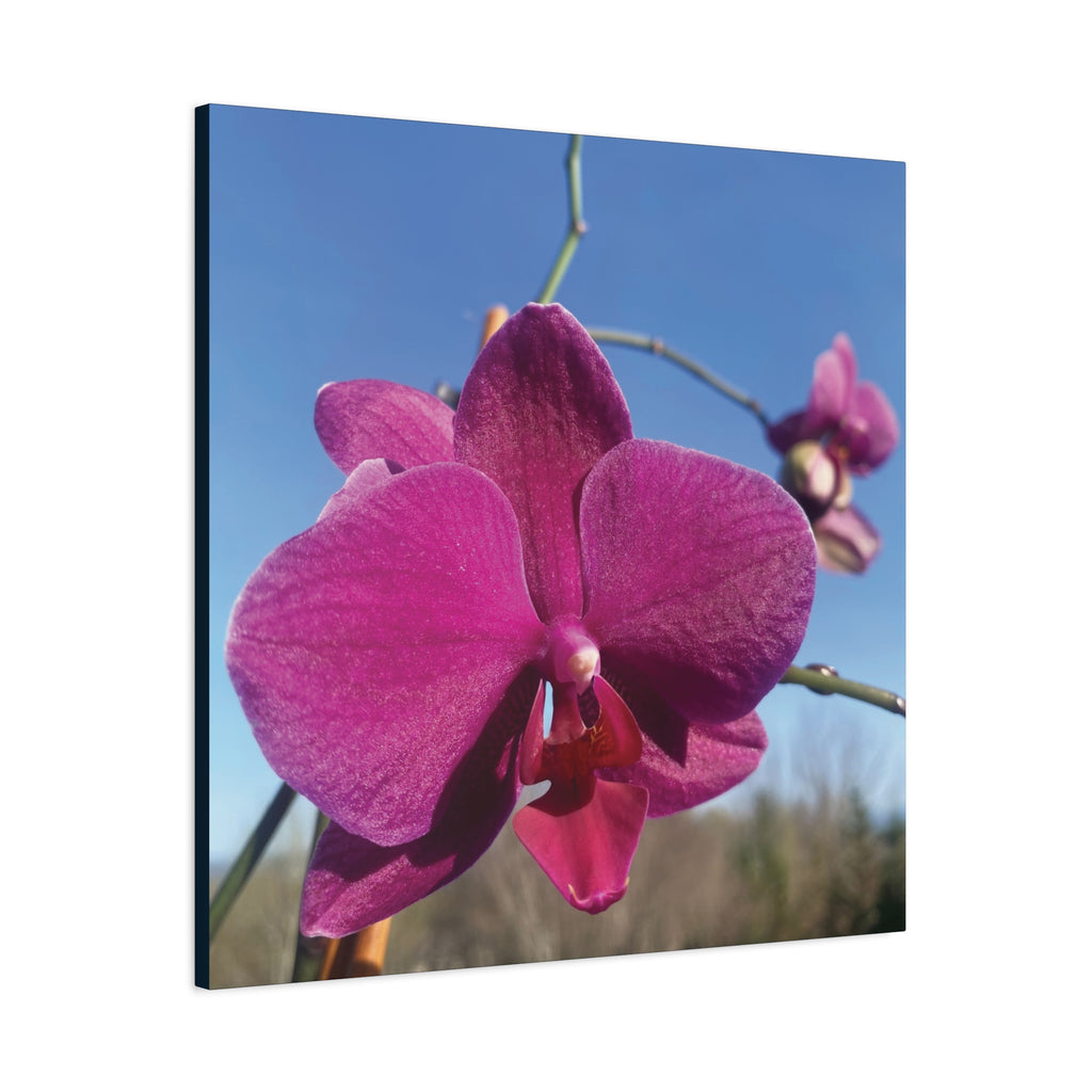 Fuchsia Orchid a Spring Photo Canvas Print — Matte Stretched 1.25"