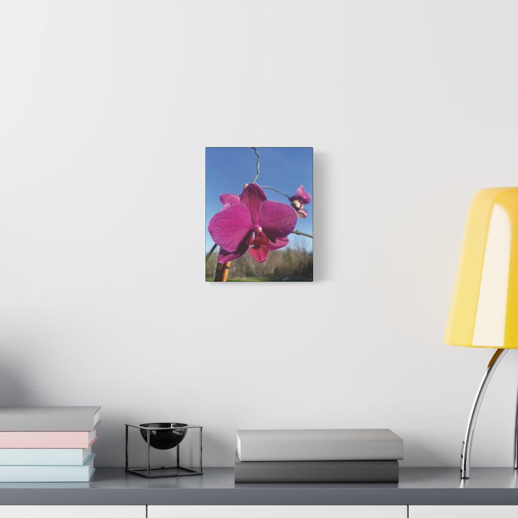Fuchsia Orchid a Spring Photo Canvas Print — Matte Stretched 1.25"