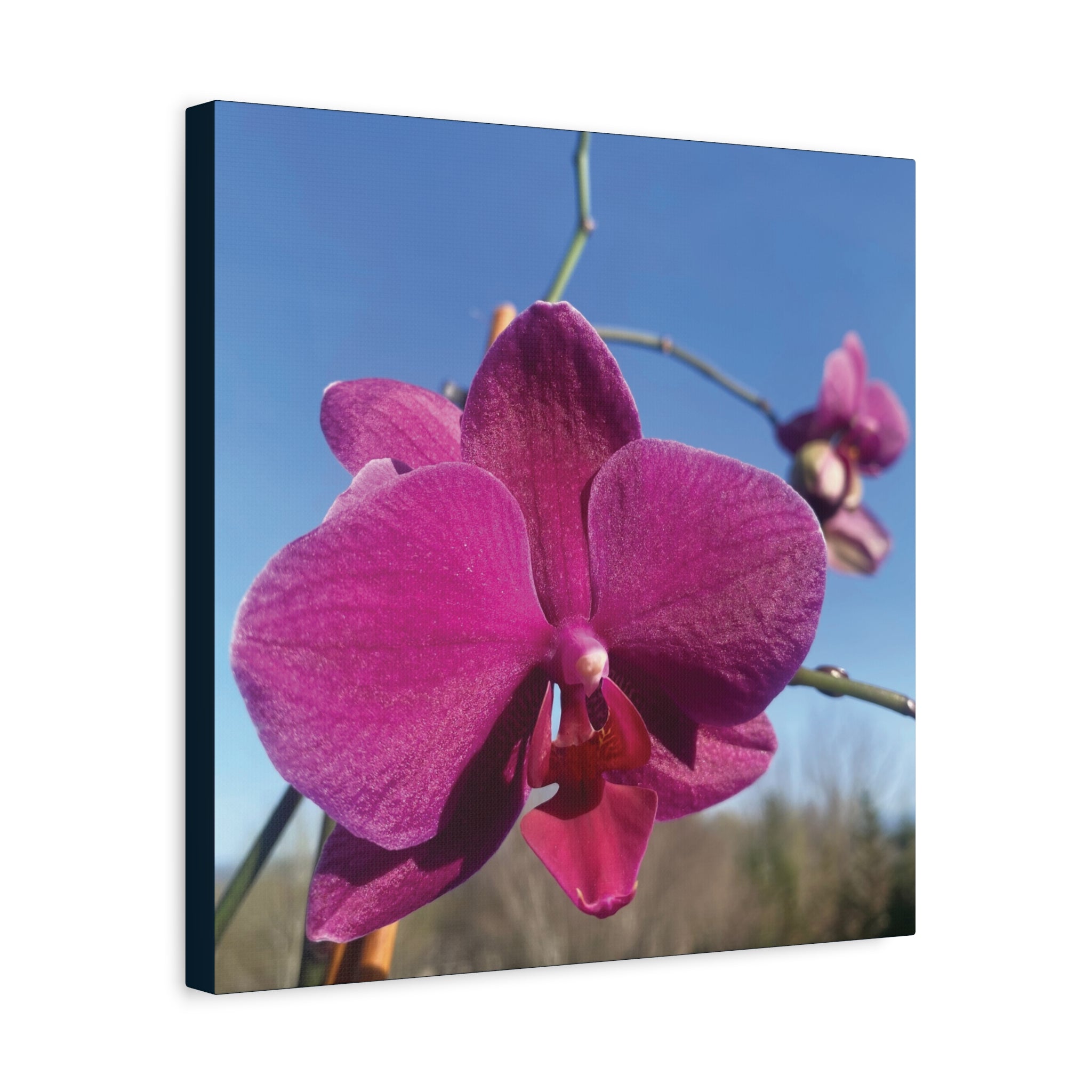Fuchsia Orchid a Spring Photo Canvas Print — Matte Stretched 1.25"