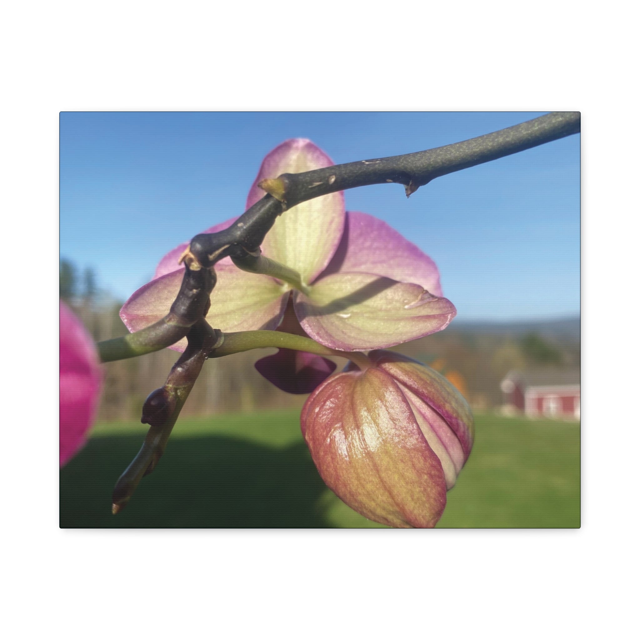 Fuchsia Orchid d Matte Canvas Wall Art — Stretched 1.25"