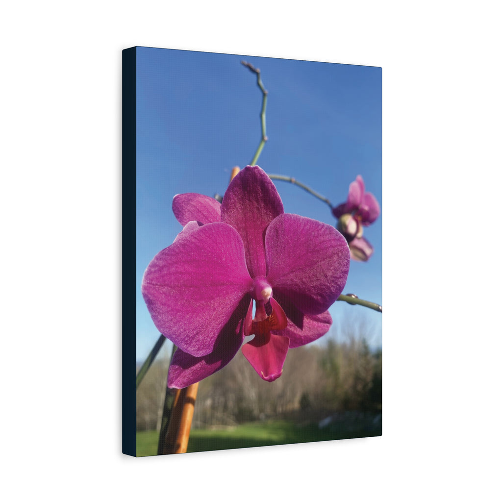 Fuchsia Orchid a Spring Photo Canvas Print — Matte Stretched 1.25"