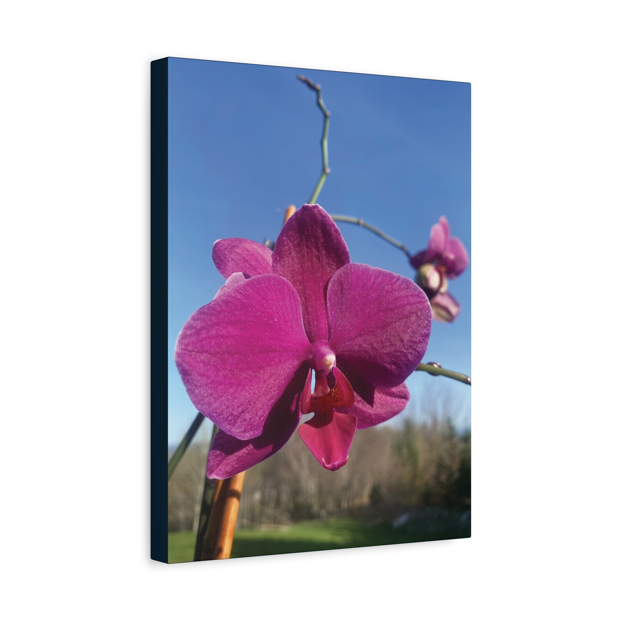 Fuchsia Orchid a Spring Photo Canvas Print — Matte Stretched 1.25"