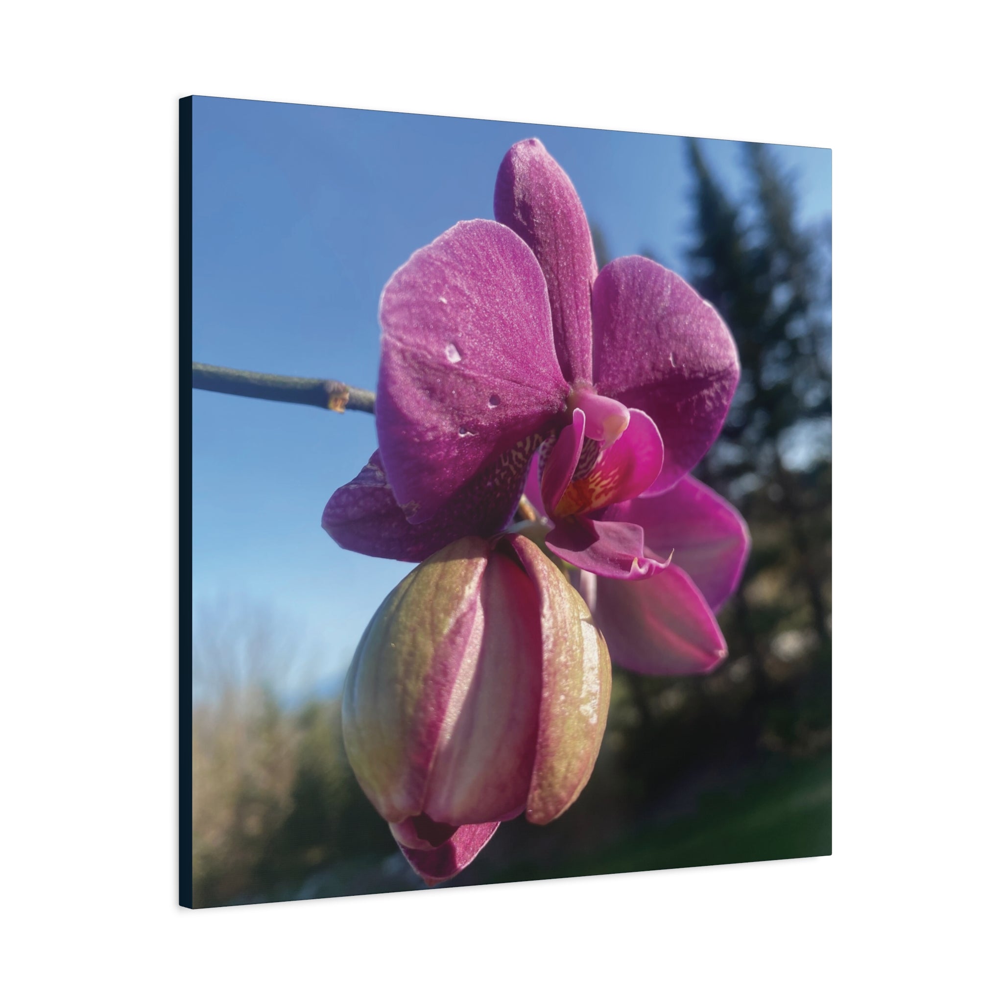 Fuchsia Orchid c Matte Canvas Wall Art — Stretched 1.25"