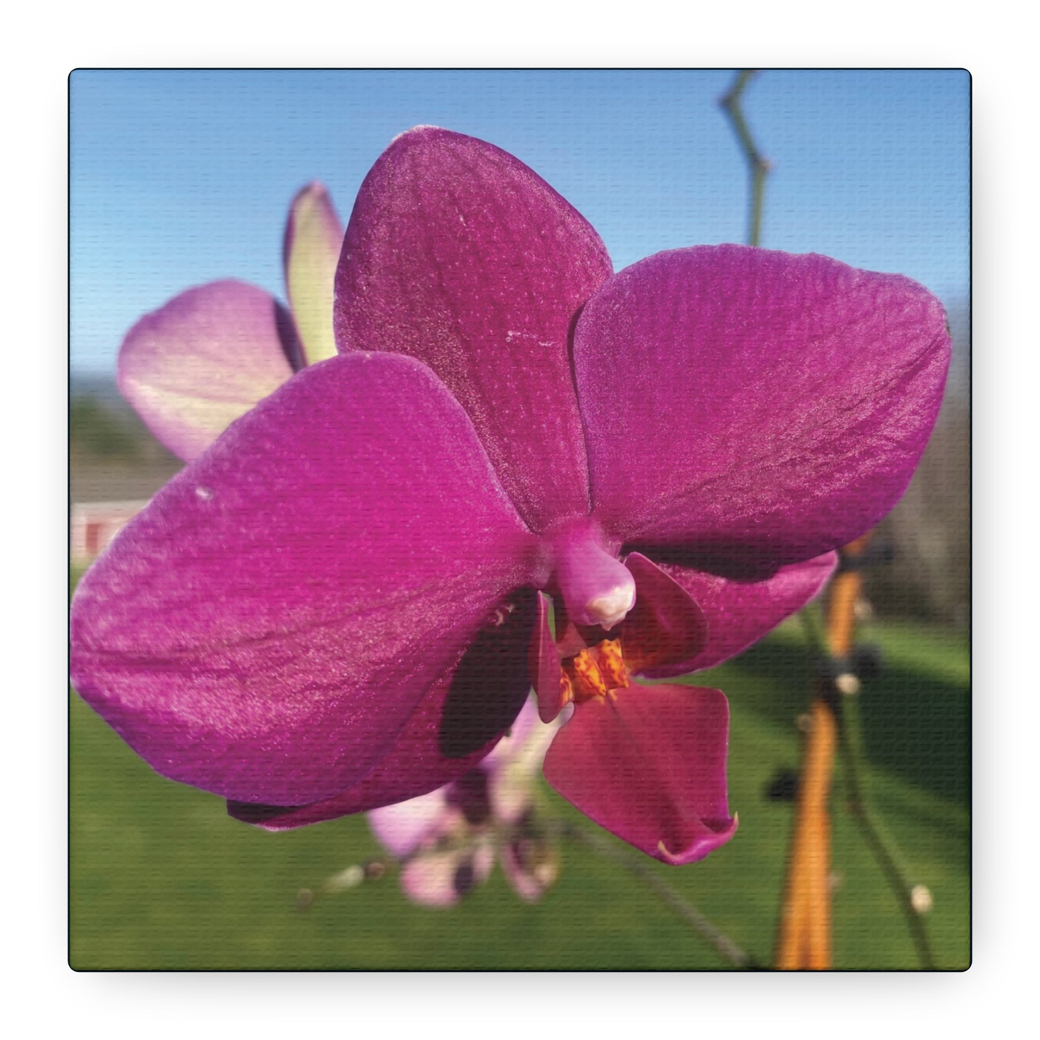 Fuchsia Orchid b Matte Canvas Wall Art — Stretched 1.25"