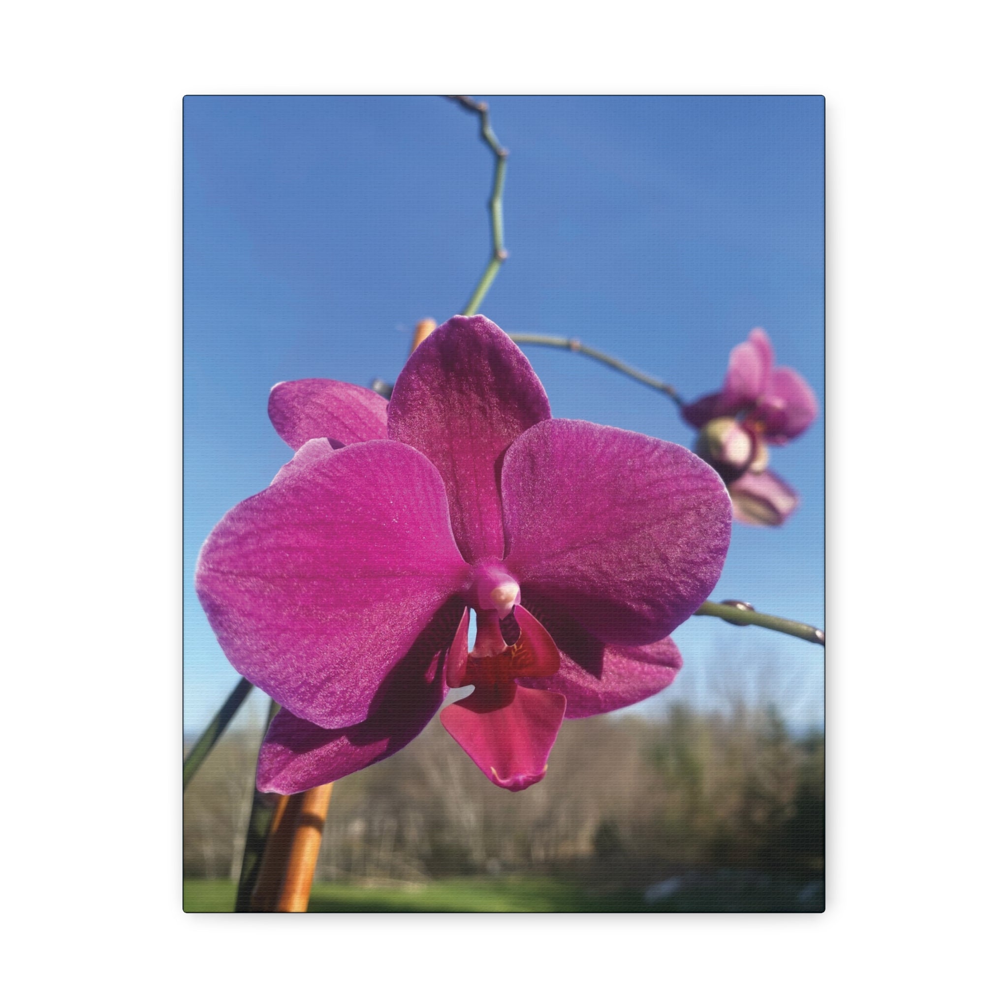 Fuchsia Orchid a Spring Photo Canvas Print — Matte Stretched 1.25"